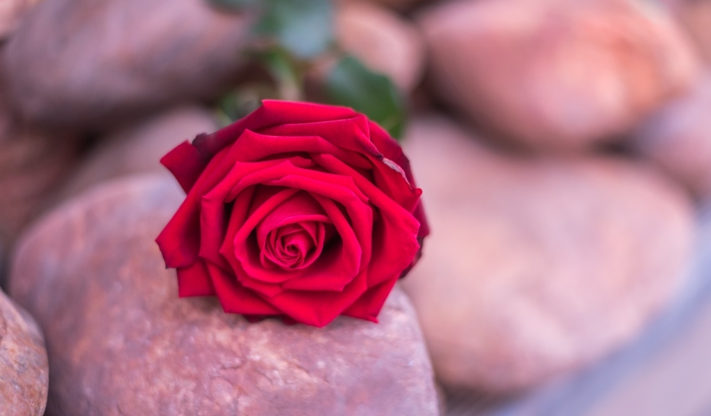 Алая роза лежит на камне