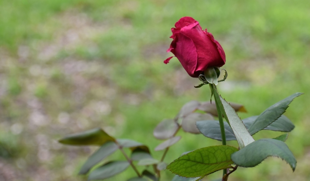 Алая роза с зелеными листьями крупным планом