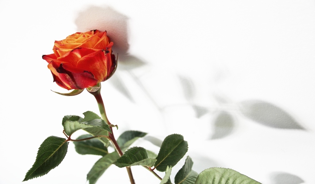 Тень оранжевой розы на белой поверхности