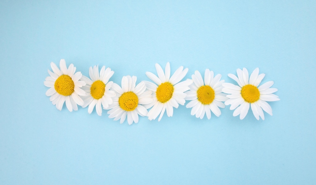 Шесть белых ромашек на голубом фоне
