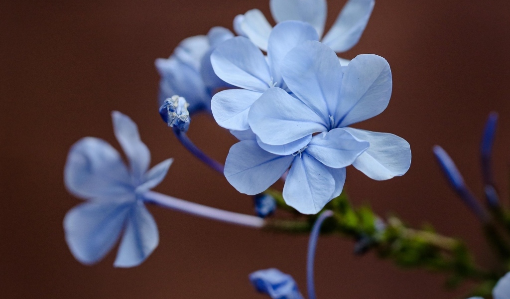 Мелкие голубые цветы крупным планом