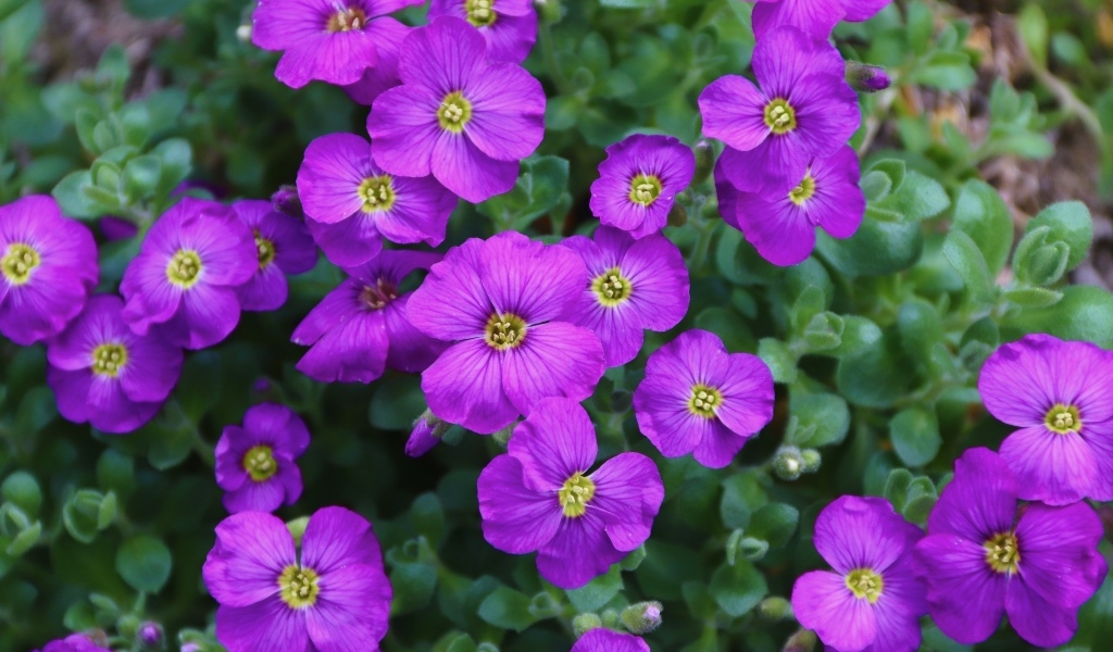 Маленькие декоративные цветы обриета