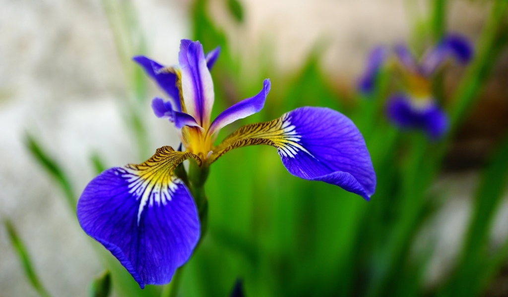 Маленький нежный синий цветок ириса