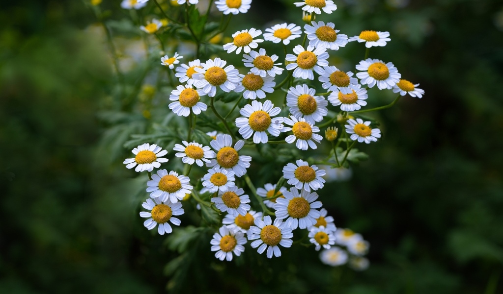 Мелкие цветы садовой ромашки