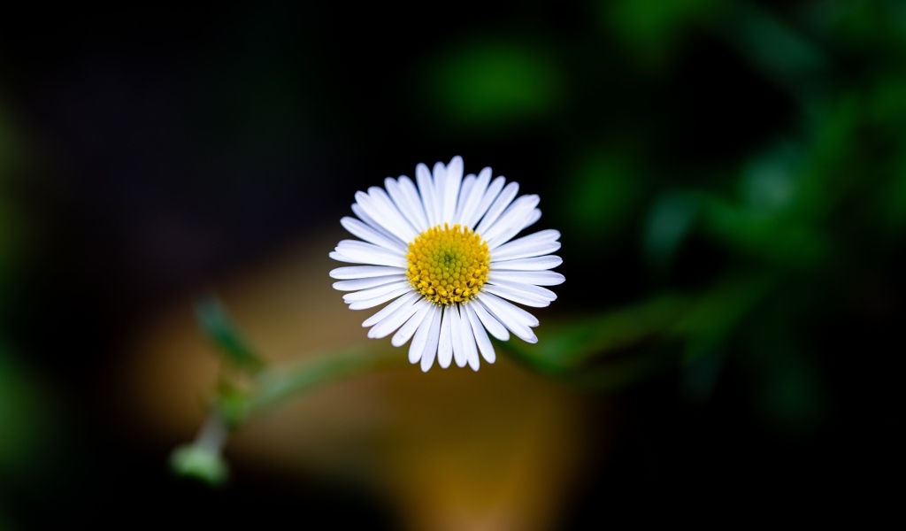 Маленькая одинокая ромашка крупным планом