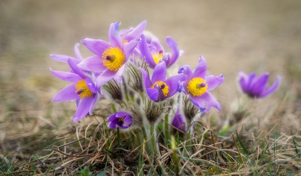 Маленькие цветы прострела растут в траве