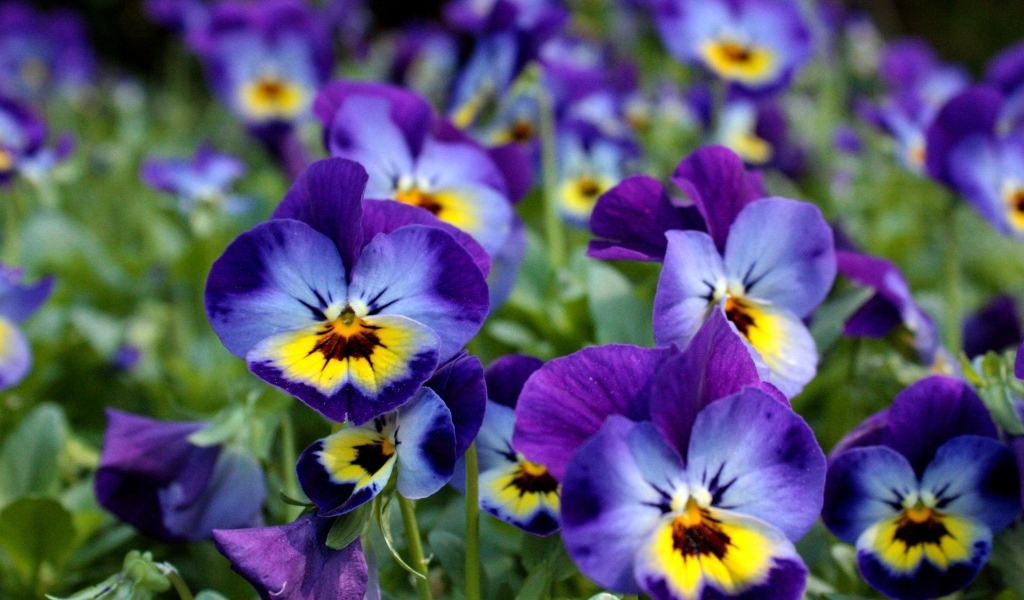 Маленькие цветы Анютины глазки