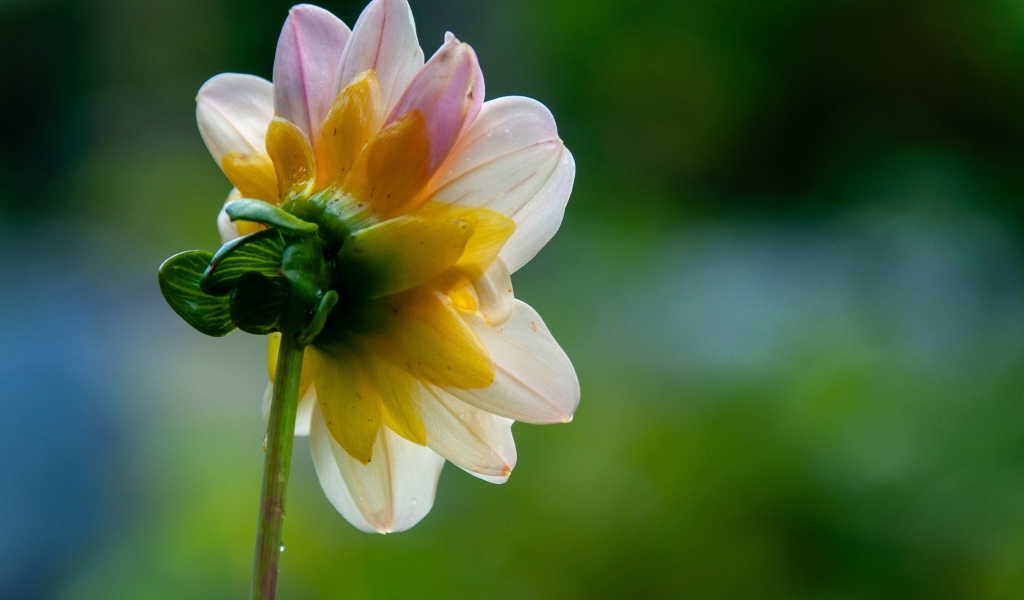 Маленький розовый цветок георгина