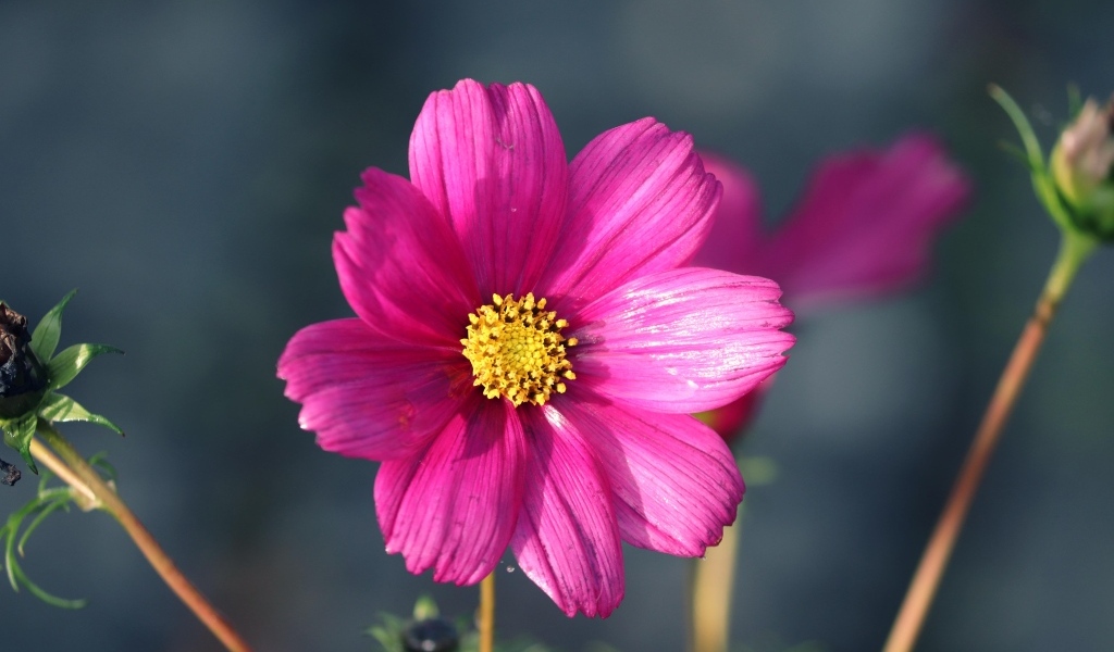 Маленький розовый цветок георгина крупным планом