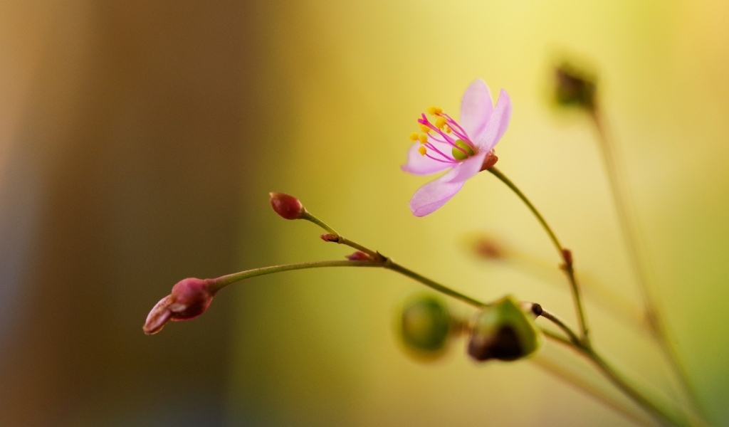 Маленькие розовые нежные цветы крупным планом
