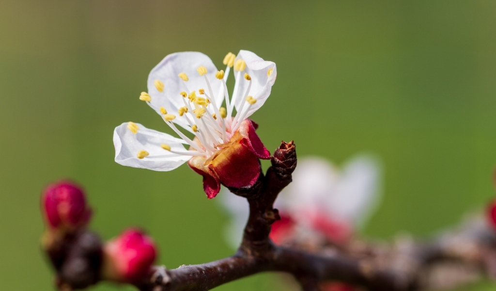 Маленький розовый цветок на ветке абрикоса весной