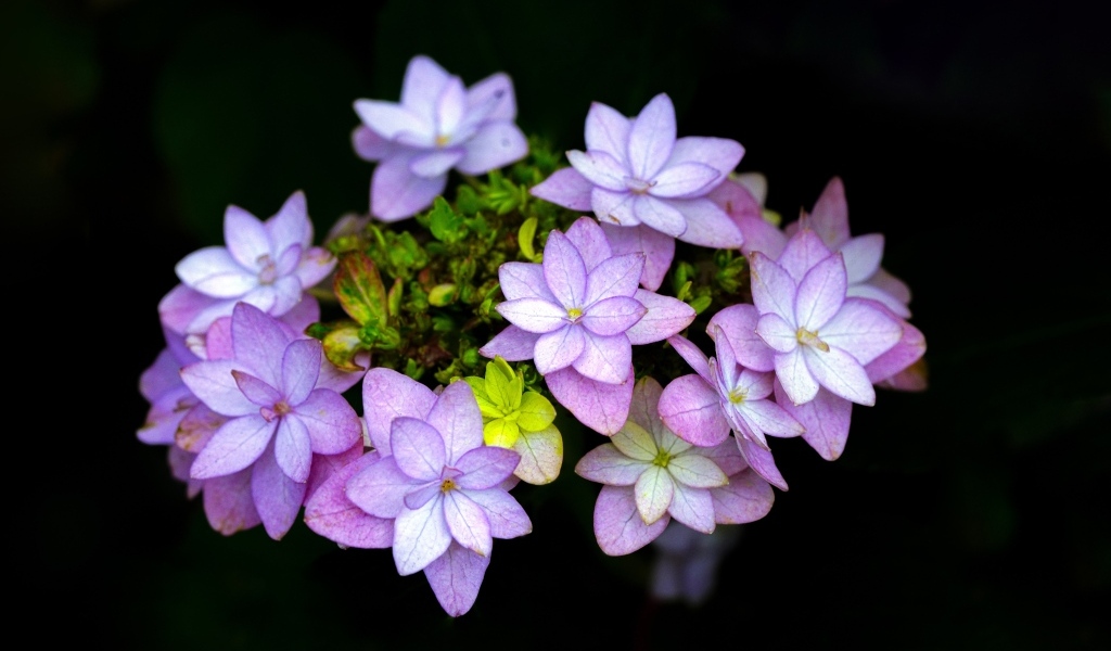 Мелкие розовые цветы на черном фоне