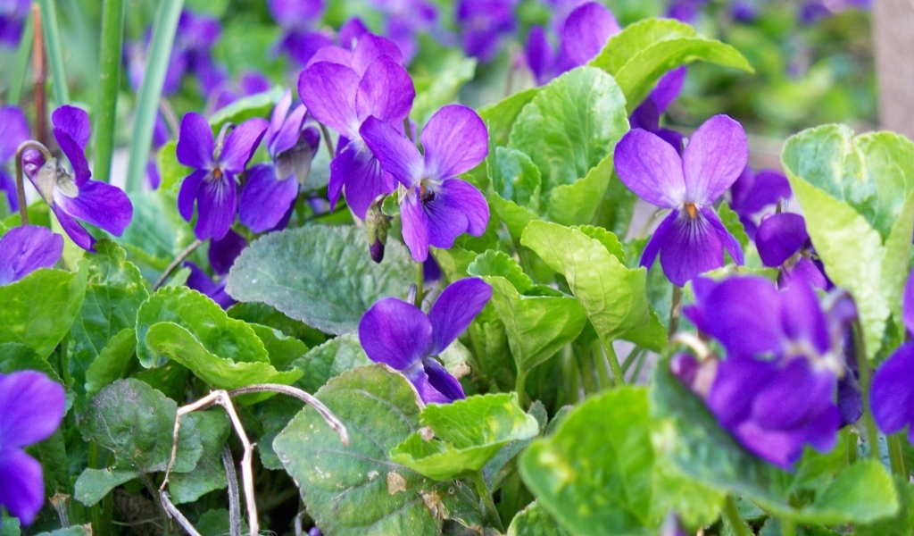 Маленькие фиолетовые цветы фиалки