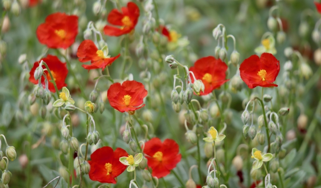 Маленькие красные цветы с бутонами крупным планом