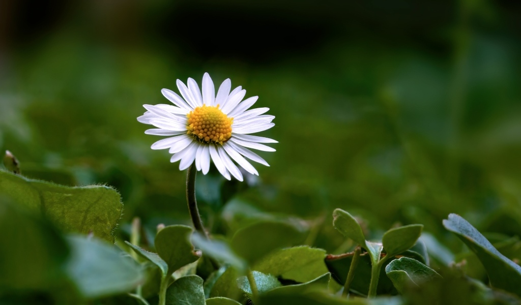 Маленький белый цветок ромашки в зеленых листьях
