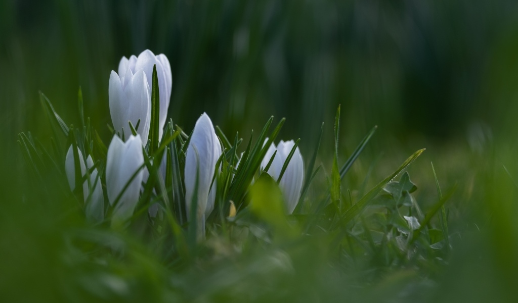 Маленькие белые цветы крокуса пробиваются в зеленой траве