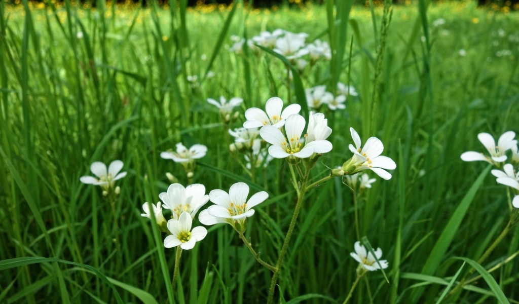 Маленькие белые цветы крестовик в зеленой траве