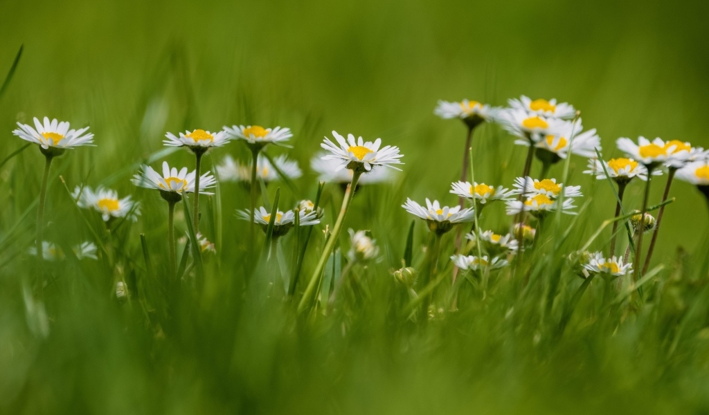 Маленькие белые ромашки в зеленой траве