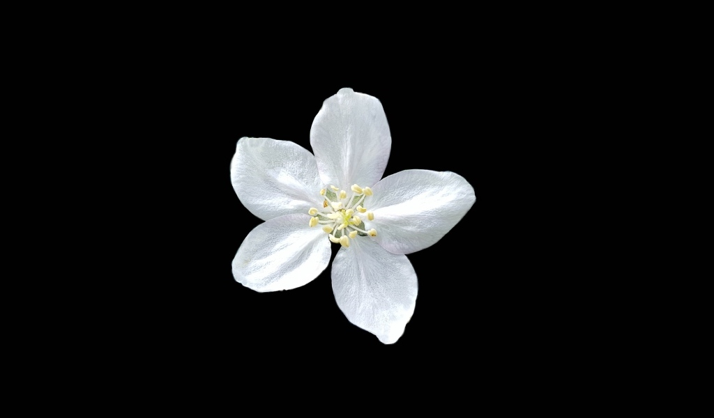 Маленький белый цветок на черном фоне