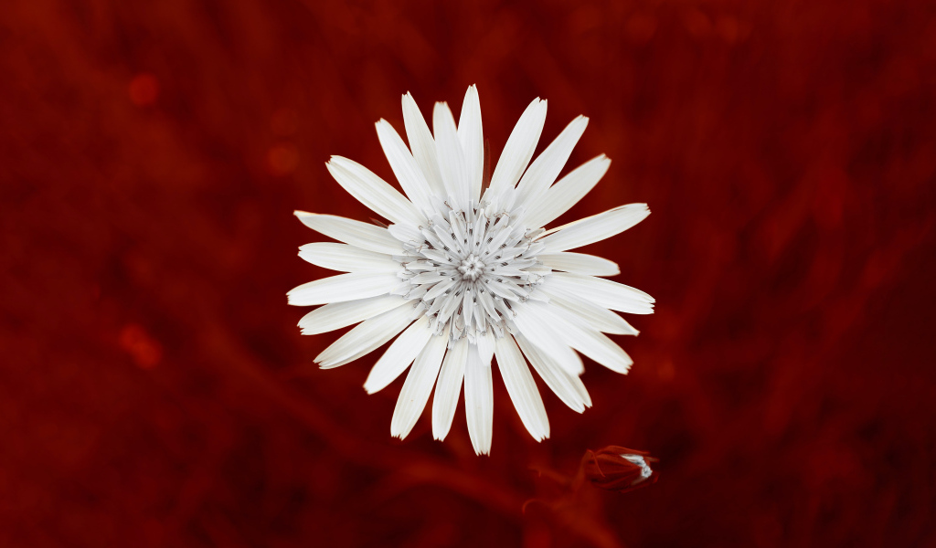 Маленький белый цветок на красном фоне