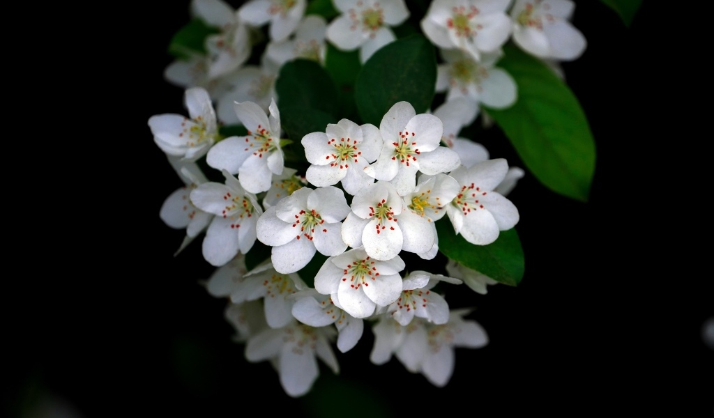 Мелкие белые цветы на ветке весной