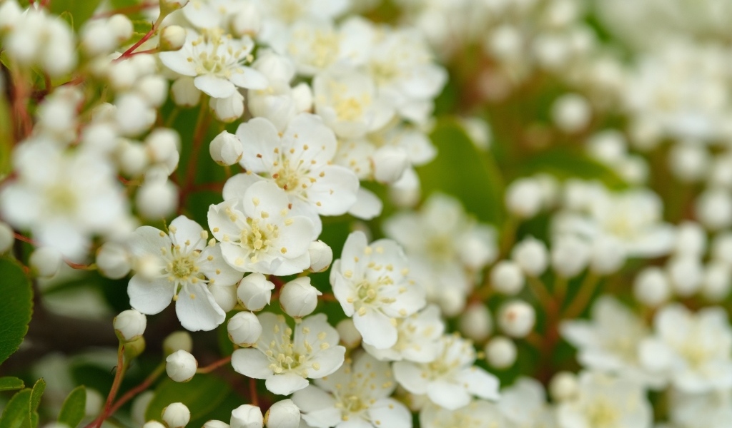 Мелкие белые цветы на кусту