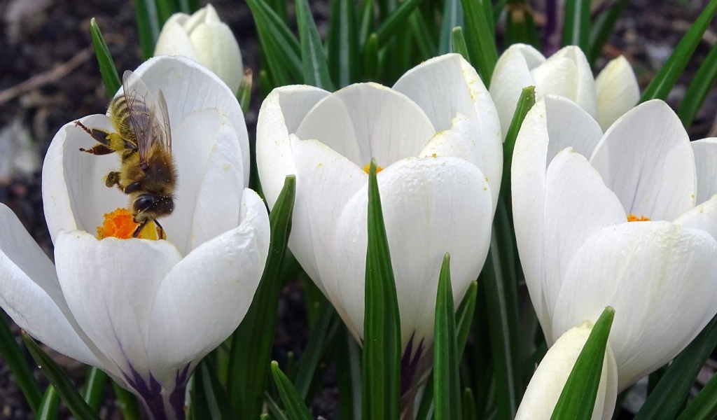 Маленькие белые весенние крокусы опыляет пчела
