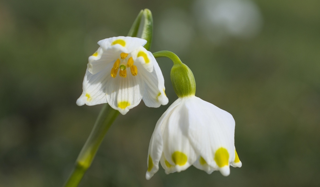 Маленькие белые весенние цветы