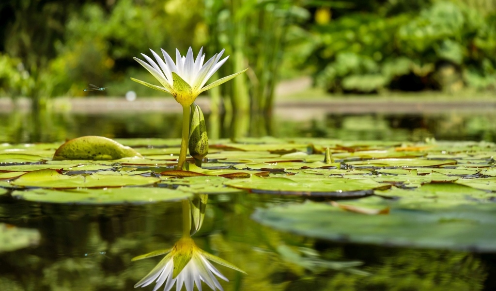 Маленькая белая водяная лилия в лучах солнца в пруду
