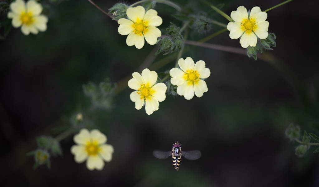 Маленькие желтые цветы лапчатка 