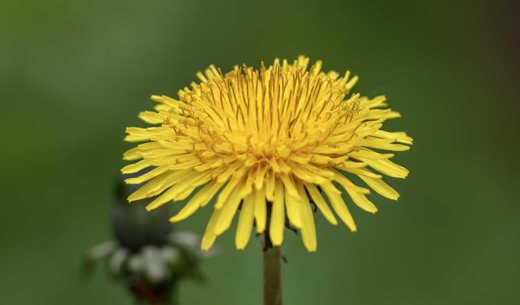 Маленький желтый одуванчик на зеленом фоне