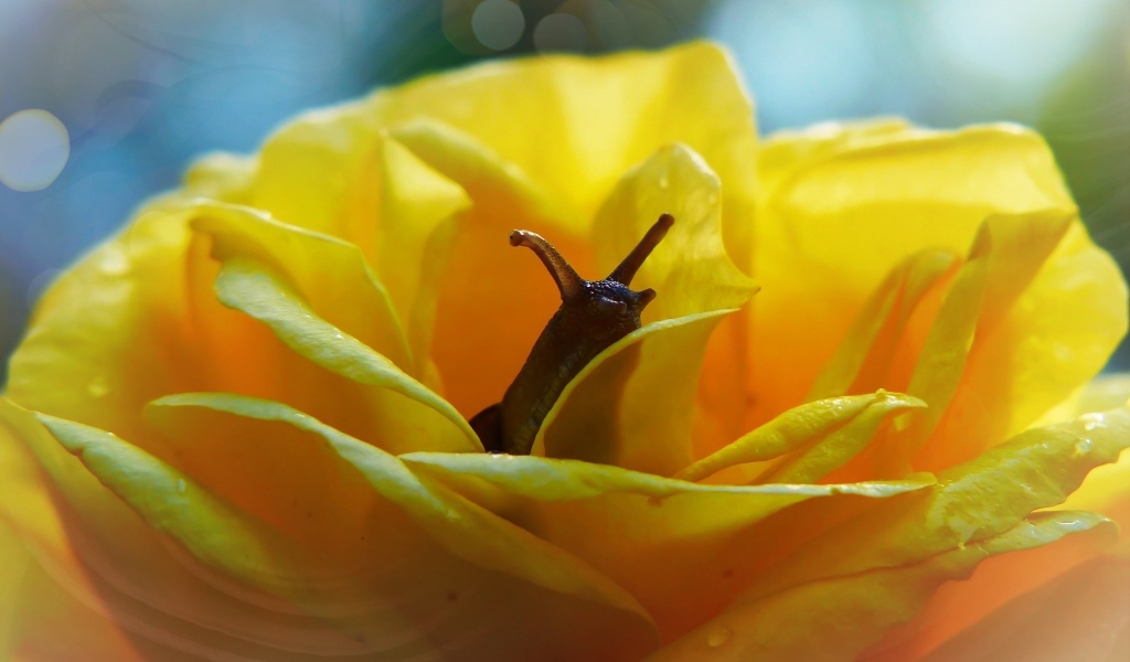 Улитка прячется в цветке желтой розы