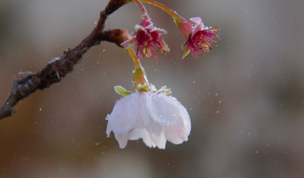 Снег падает на розовый цветок