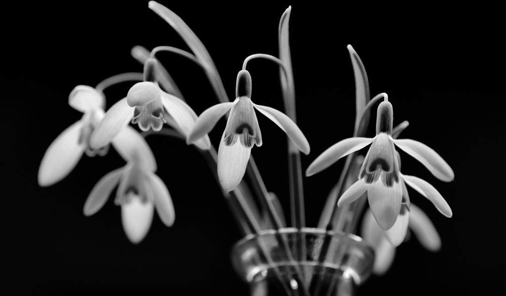 Подснежники в стеклянной вазе черно-белое фото