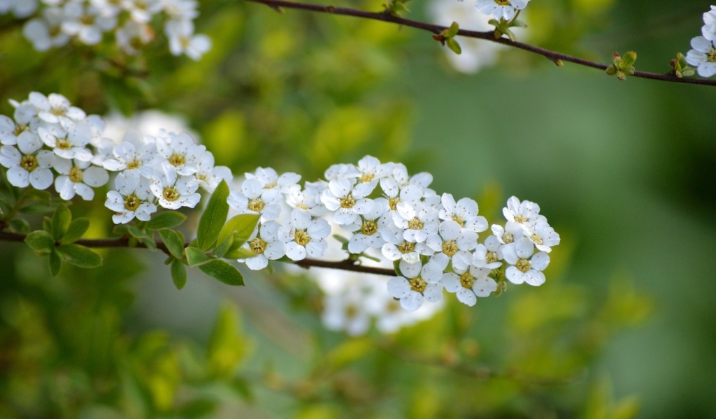 Дерево спирея аргута с белыми цветами