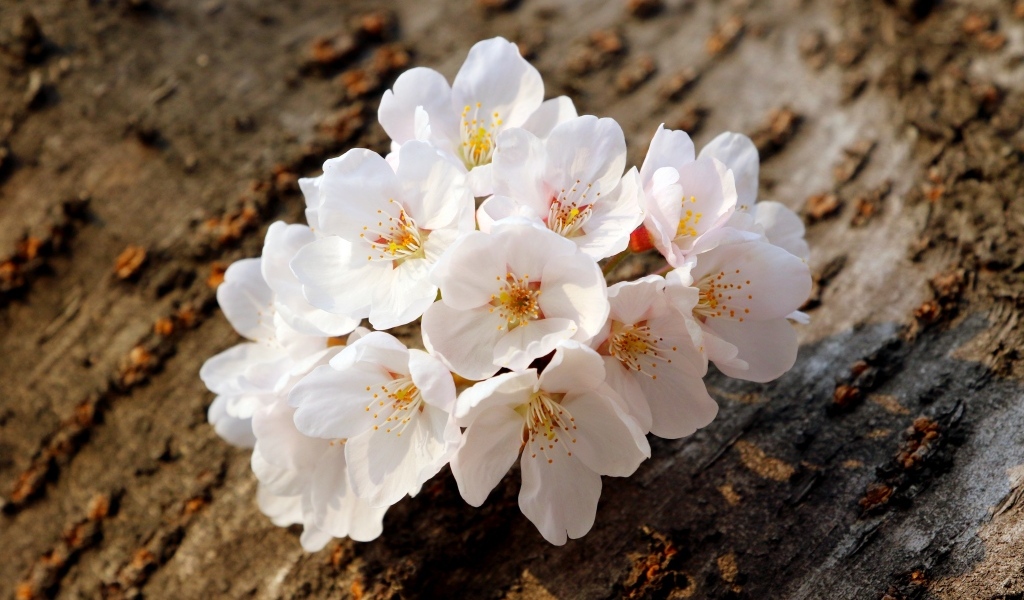 Весенние цветы абрикоса сорванные с веток