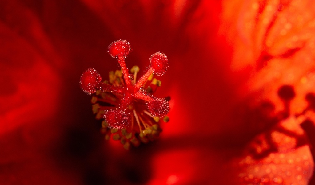 Тычинка цветка красного гибискуса