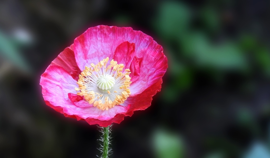 Летний яркий цветок полевого мака