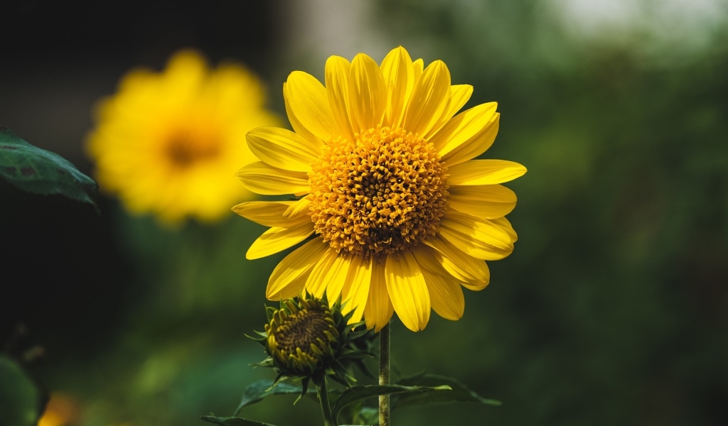 Подсолнух с бутонами крупным планом