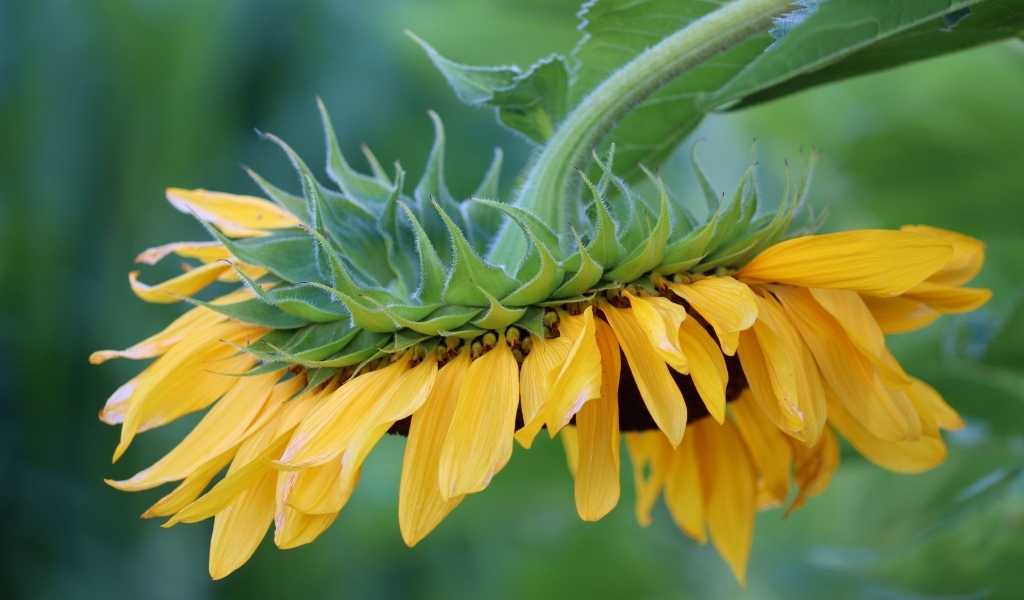Подсолнух с желтыми лепестками опустился к земле
