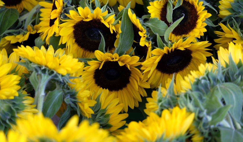 Подсолнухи цветут на поле летом