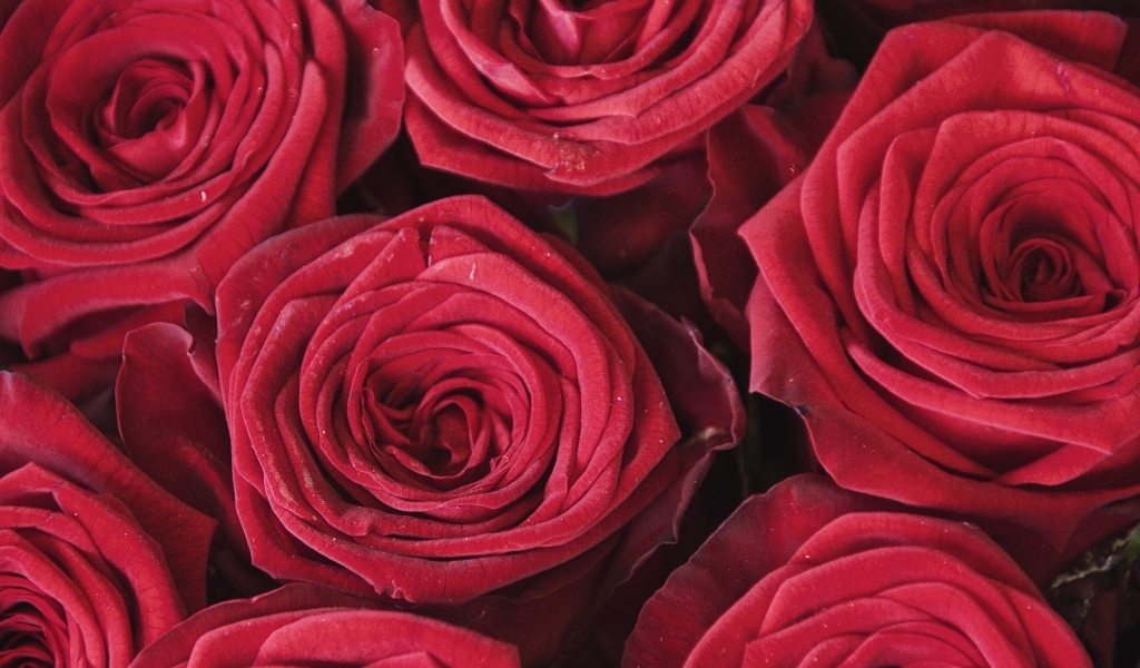 Махровые цветы красной розы