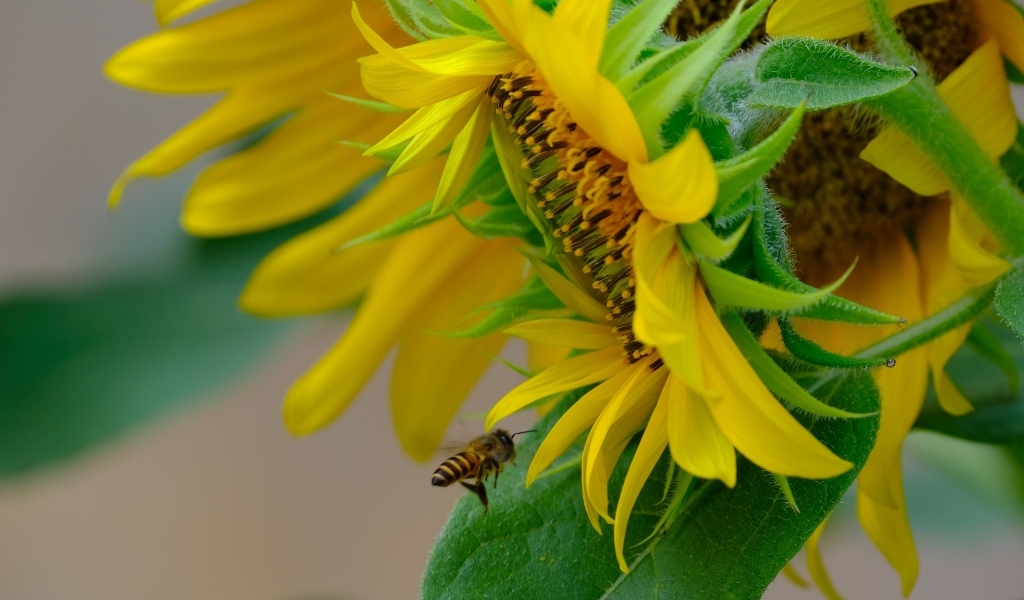 Пчела кружит у цветов подсолнуха