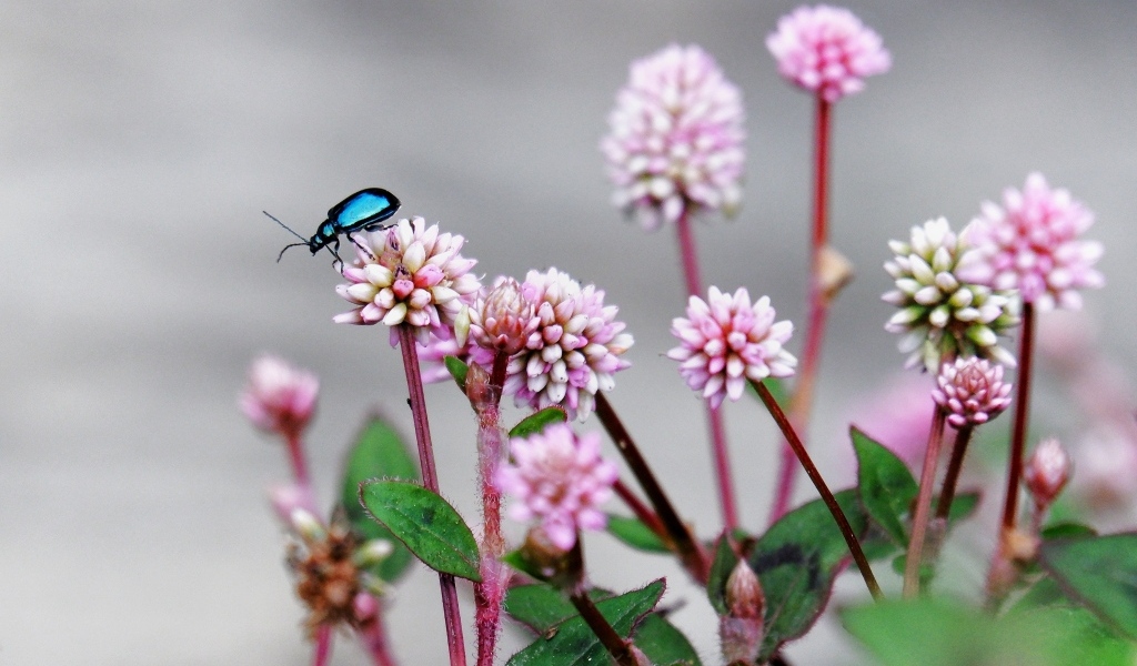 Жук сидит на розовых маленьких цветах