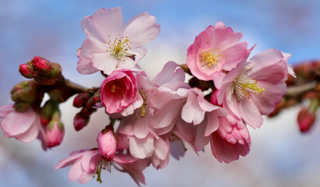 Первые розовые цветы на ветке дерева весной