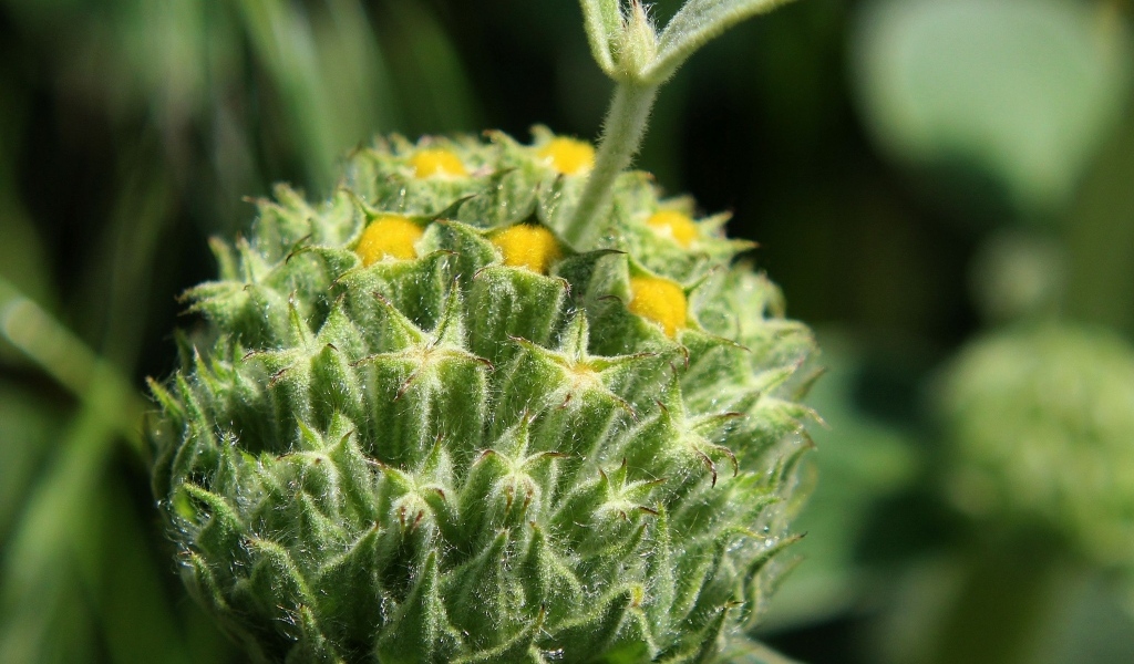 Зеленый бутон цветка распускается 