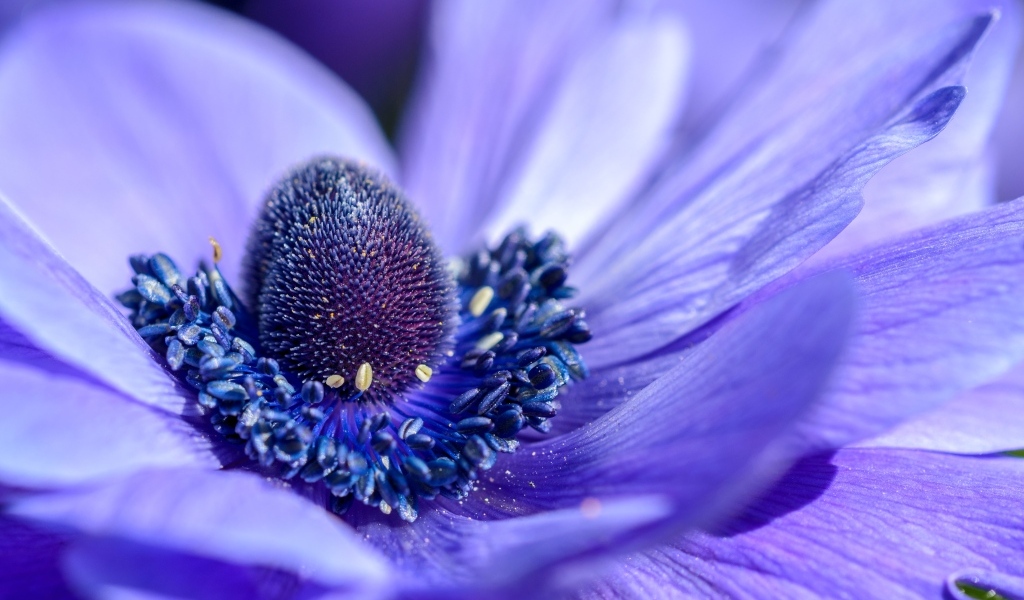 Серединка красивого цветка анемоны