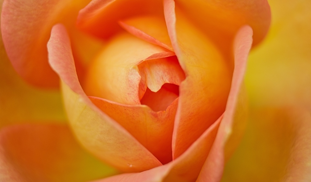 Серединка красивой оранжевой розы