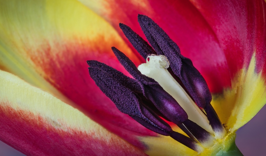 Серединка красивого тюльпана крупным планом