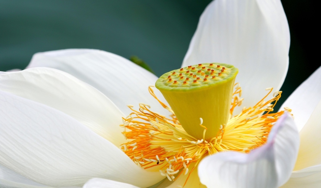 Середина нежного белого цветка лотоса